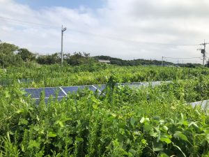 太陽光発電投資は、雑草との戦い!?
